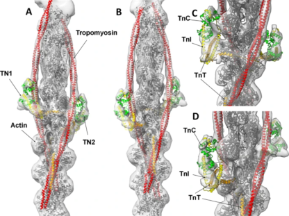 Structure of cardiac thin filament and troponin.