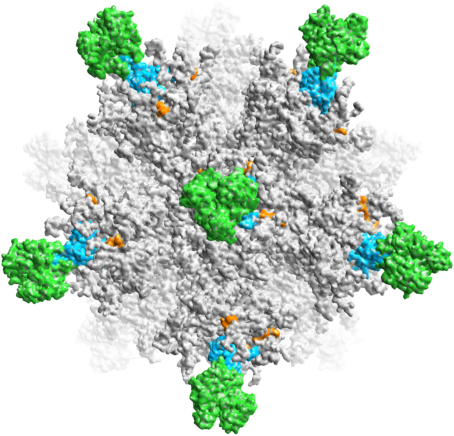 Structure of the Gigabody particle