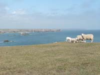 Some of Castlemartin Range's nonhuman inhabitants.