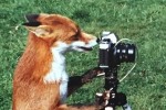 A fox looking through a camera.