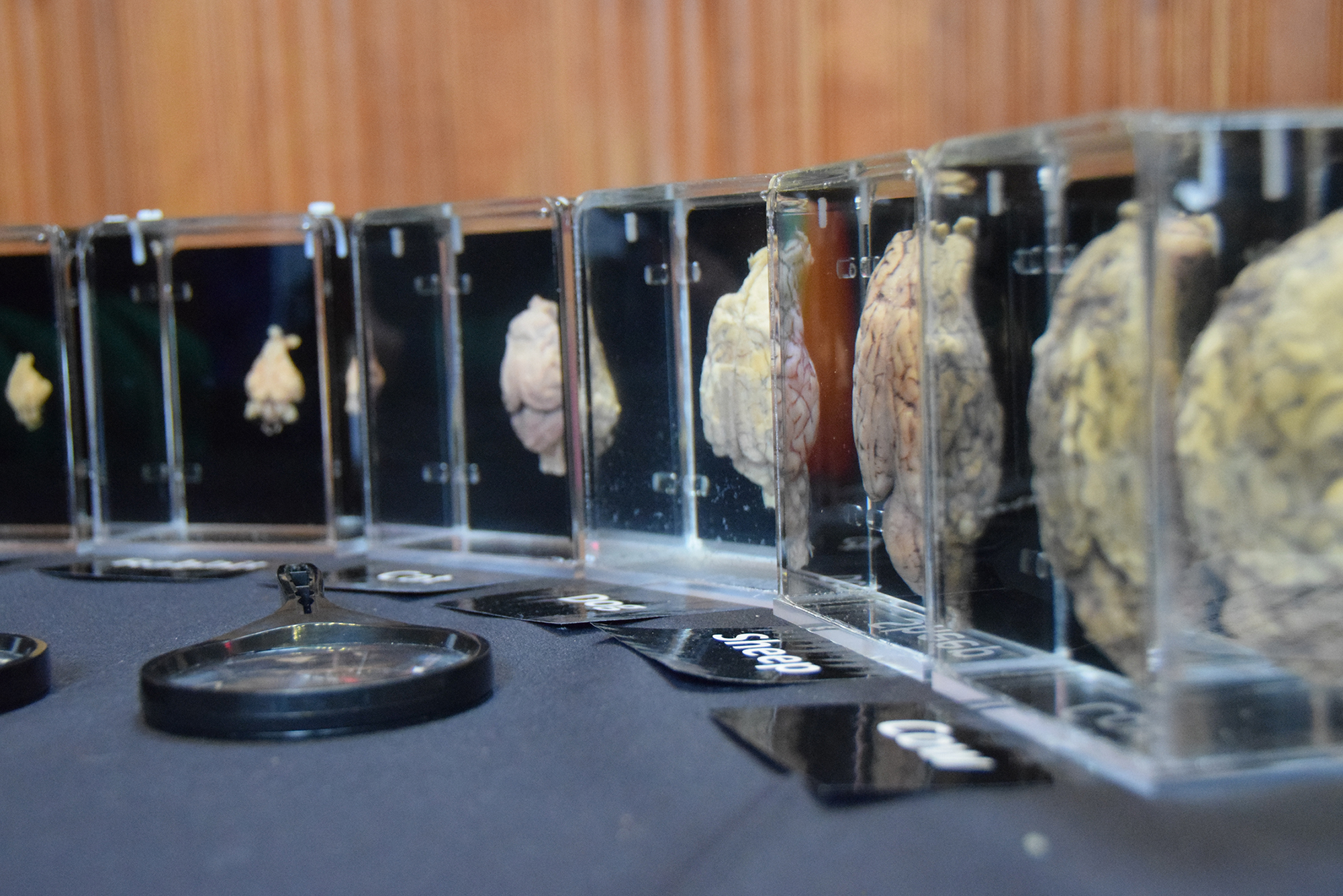 Evolution of the brain exhibit - from invertebrates to mammals, side view