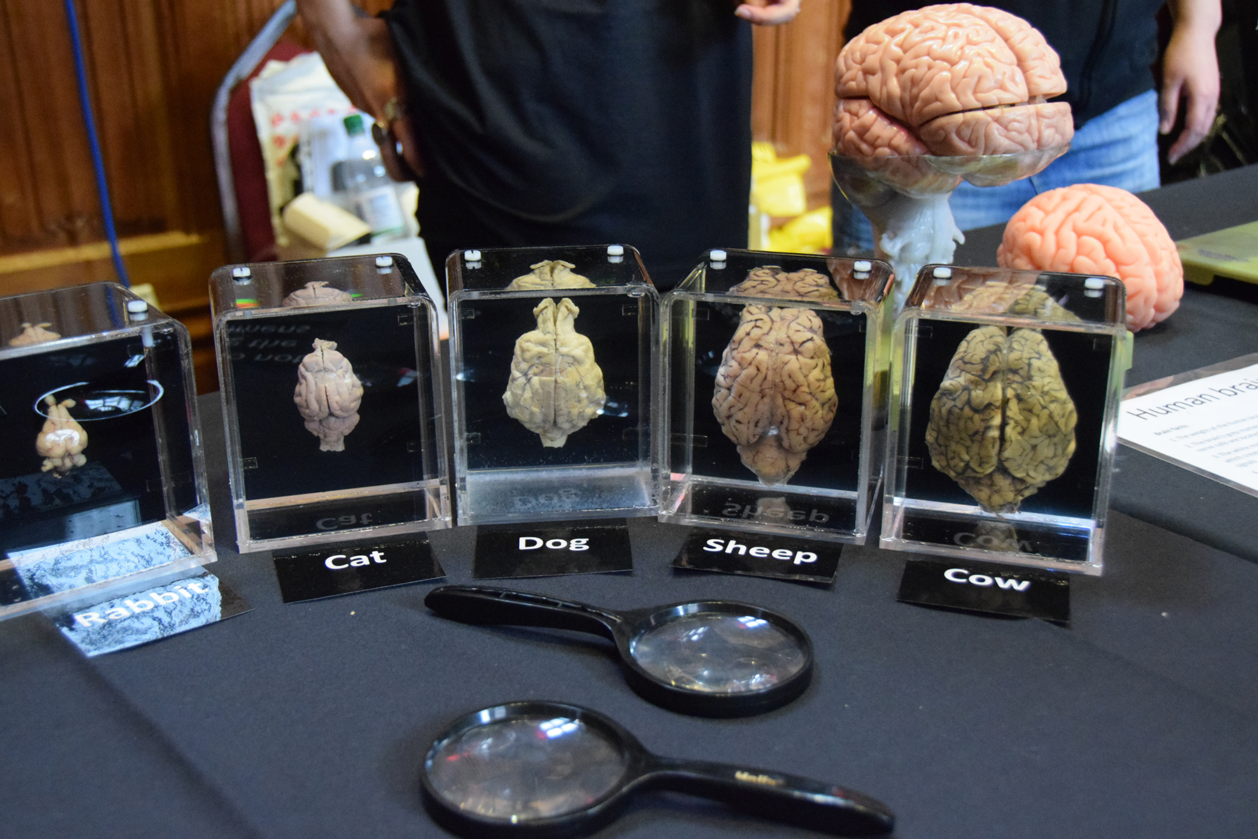 Evolution of the brain exhibit - starting with mammals- front view