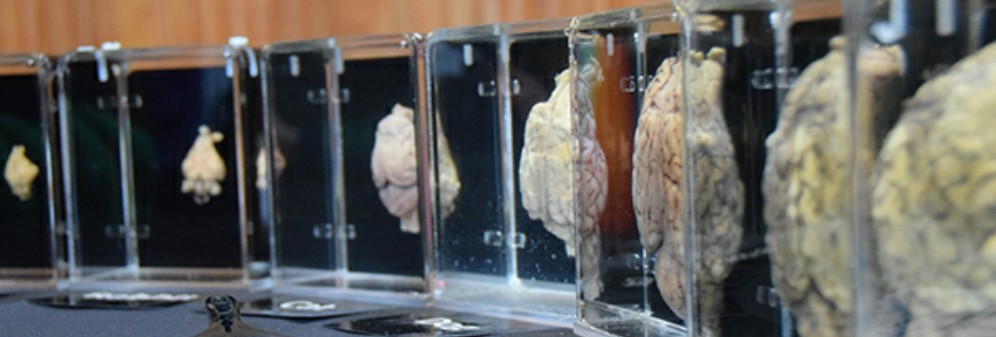Evolution of the brain exhibit