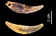 Personal ornaments (pierced fox canines) from the Châtelperronian culture