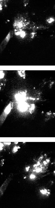 Lights appearing at baits on the sea floor at 1000m depth off the west coast of Ireland.
