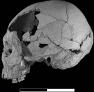 The Oase 2 cranium