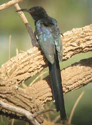 A green woodhoopoe