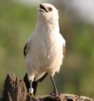 A babbler