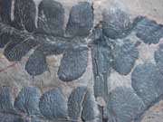 Detail of a pteridosperm, an extinct seed-producing fern-like plant.