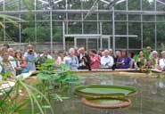 Giant Amazon Water Lilies in the Tropical Zone