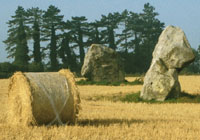 The Longstones; remains of Beckhampton Avenue leading from Avebury