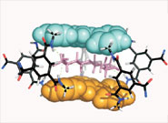 A computational ‘synthetic lectin’, with a cellobiose molecule (pink) held inside.