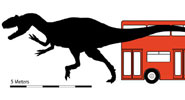 Carcharodontosaurus iguidensis racing a London bus.