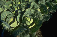 Folate, found in green leafy vegetables such as cabbages, might alter a man's risk of prostate cancer