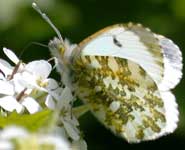 An Orange-Tip butterfly