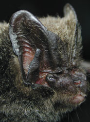 Barbastella beijingensis