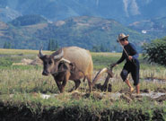 Farming with ox