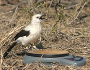 A pied babbler weighing itself.