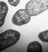 A Steno bacterium dividing