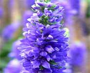 Spiked Speedwell, Veronica spicata subsp. hybrida