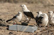 A pied babbler weighs itself
