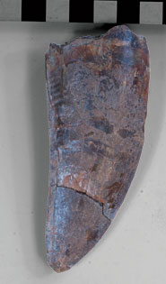 The banana-sized tooth of Carcharodontosaurus iguidensis. Each box in the scale is one centimetre