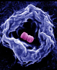 High resolution image of bacteria