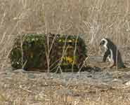 African penguins pass by a camera system on Robben Island, South Africa