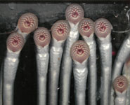 The Sea Lamprey (Petromyzon marinus)
