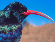 Green woodhoopoe