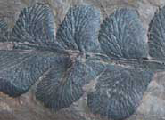 Detail of a pteridosperm, an extinct seed-producing fern-like plant
