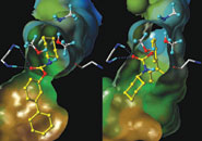 Computer modelling showing reactions in the enzyme