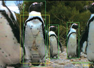 The computer captures penguins on their way to the sea