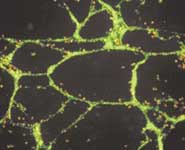 Structures formed in a gel in vitro