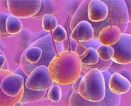 Cells