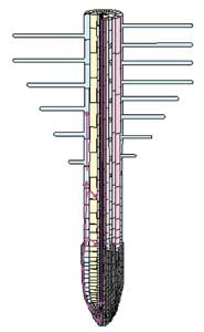 A diagram of the root showing the arrangement of cells and root hairs, with the general directions of auxin flow shown in pink.