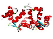 Structure of the NCS-1 protein.
