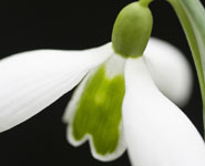 A snowdrop