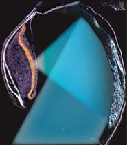 Section through the diverticulum eye showing the way incoming light from a distant light source is imaged.