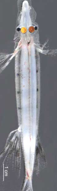 View of a spookfish from above