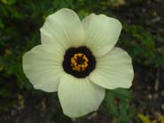 A hibiscus flower