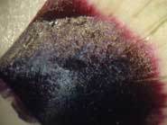 The iridescence of a hibiscus flower