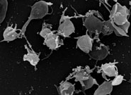 Platelet cells stretching out their ‘sticky arms’ which help them clump together and stick to the blood vessel wall when forming a blood clot.