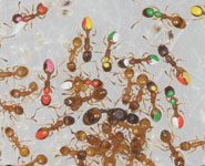 Painted ants tending their young