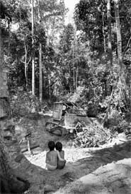Logging road, Amazon, Brazil
