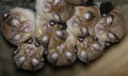Lesser horseshoe bats (Rhinolophus hipposideros)