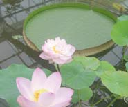 A circular leaf of the Giant Amazon Water Lily