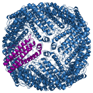 Ferritin is a globular protein complex consisting of 24 protein subunits and is the primary intracellular iron-storage protein