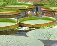 Giant Amazon Water Lilies