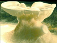 Clitopilus fruiting bodies
